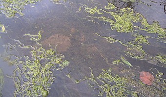 Nahansicht von Enteromorpha sp. 