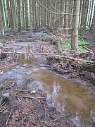 Renaturierungsprojekt: Auwaldentwicklung aus Fichtenforst