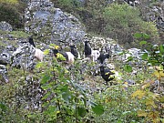 Naturschutzprojekt zur Förderung der Artenvielfalt